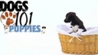 Dogs 101 - Puppy Training | Puppies