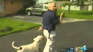 Miami Dog Whisperer Dog training Tip: How to walk your dog properly