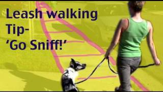 Dog Training Tip- Leash Walking: Go Sniff and Marking