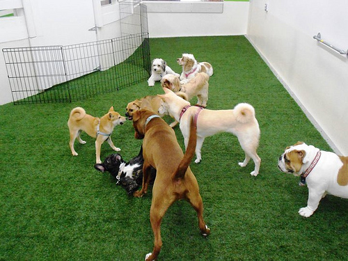 doggy day cares