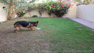 Dog Training Tutorial: Off-Leash Exercise (Send-Off)