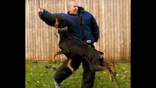 How to Train a Dog to Attack (K9-1.com)