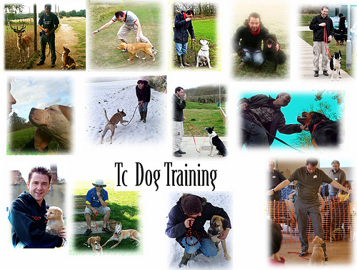 dogs training