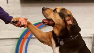 How to Teach the Give Paw Trick | Dog Training