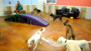 The Barkers Pet Resort Doggy Day Care