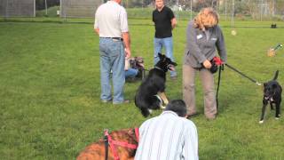 Bath Cats and Dogs home Behaviour classes