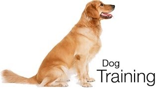 How to Train your dog