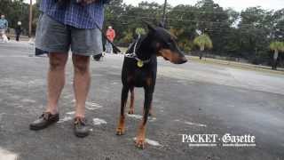 Dogs learn new tricks at Beaufort Kennel Club obedience class